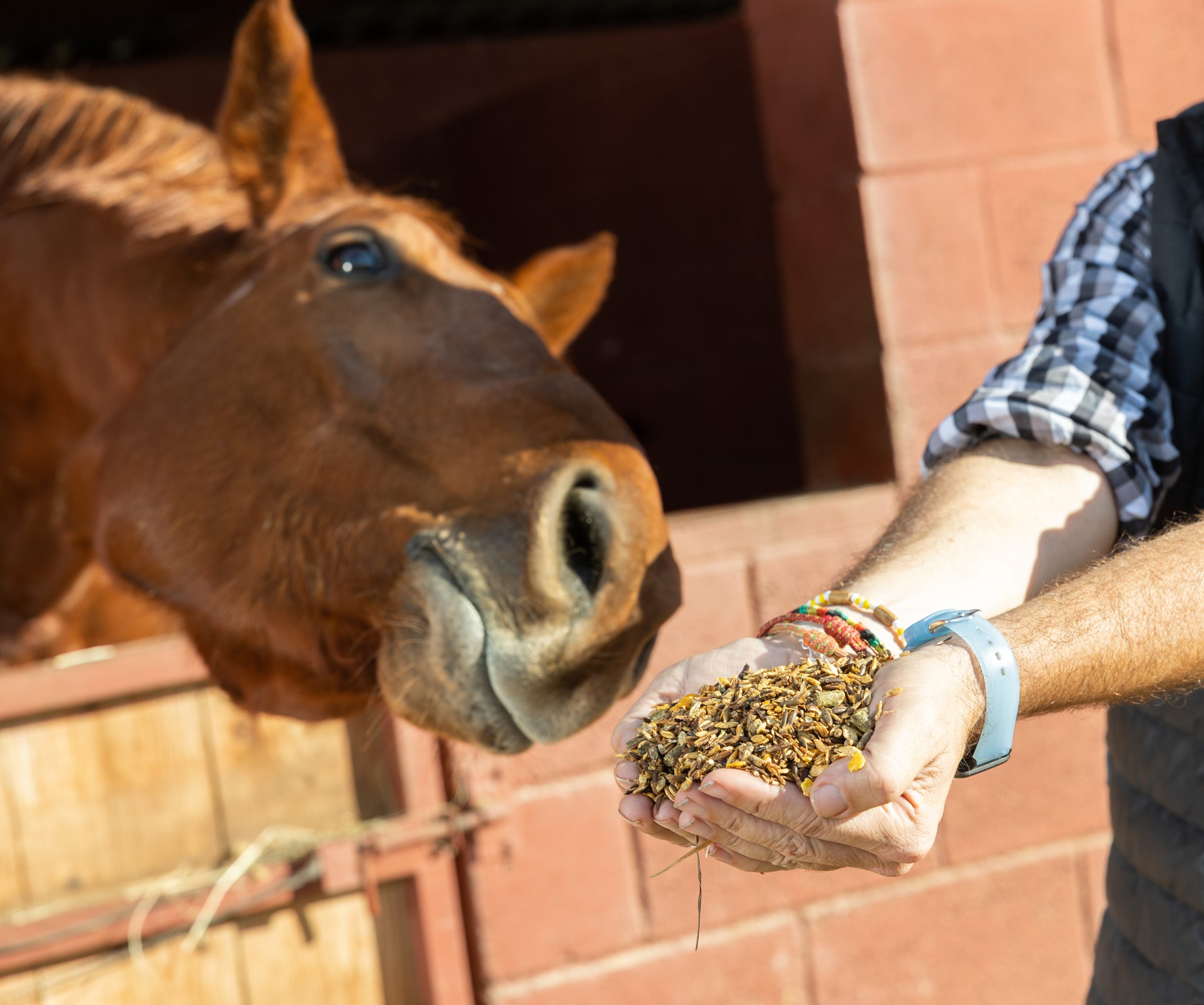 For high quality animal feed